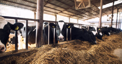 The Art of Cow Breeding: A Guide to Improving Your Herd